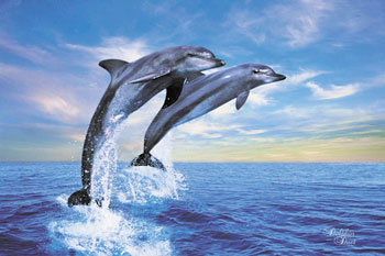 Dolphin Pair